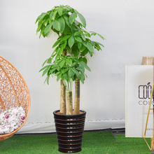 三桿發財樹盆栽 室內客廳大型盆景 辦公室凈化空氣綠植 開業植物