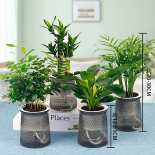 [Buy Three, Get One Free] Lazy Pot Money Tree Jiuli Xiang Gold Diamond Rich Bamboo Pocket Coconut Green Plant Flower Potted Plant