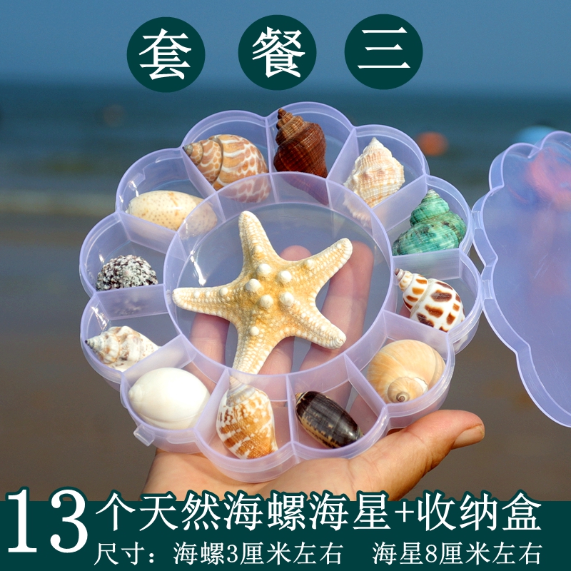 。贝壳海螺天然标本螺海星礼盒海洋生物科普幼儿园儿童把玩寄居蟹