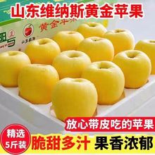 【超甜大果】奶油富士維納斯黃金蘋果新鮮水果脆甜爆汁黃元帥蘋果