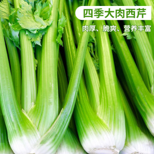 �ļ����۷N�Ӵ��������۲˷N���ļ��߲˷N�ӷN�ӷNֲ