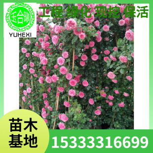 Large Potted Climbing Rose Seedlings, Climbing European Rose Plants That Bloom in All Seasons, Courtyard Balcony