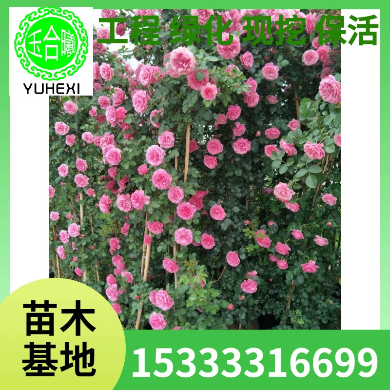 Большие горшечные саженцы вьющейся розы, вьющиеся европейские розы, цветущие в любое время года, дворовый балкон