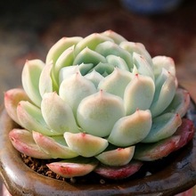 �����Ԯa���N����ֲ�����lС���⻨�ܽM����������ֲ����ʯ����¶