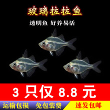 玻璃拉拉鱼玻璃猫热带观赏鱼透明的鱼拉拉玻璃活体小型鱼水族好养