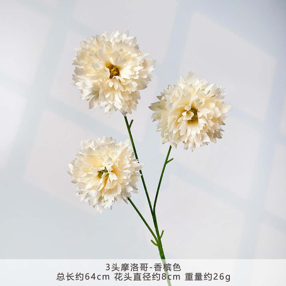 TY-3头摩洛哥-香槟