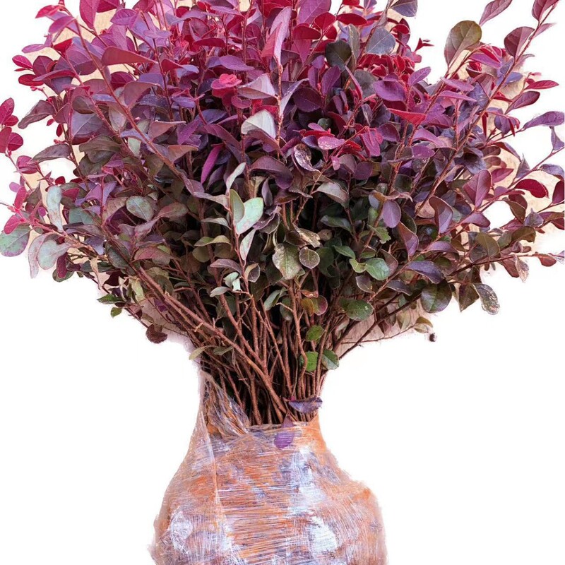 Red Camellia Seedlings, Four-Season Red Leaf Plants, Outdoor Villa Courtyard Fence Greening Project, Small Seedlings, Red Camellia Ball Piles