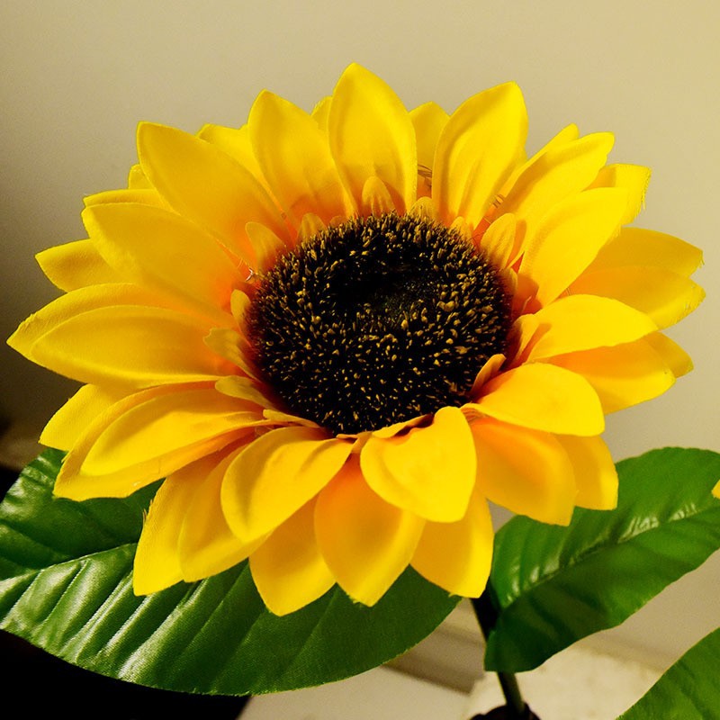 向日葵效果图 (8).jpg