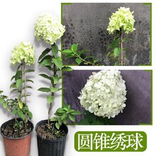 �W��ľ����A�F������ͥԺ������ݲ�ݮ���������̨����ֲ��