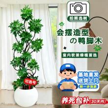 ���_ľ�Ϙ����^���ʹ�����ֲ��͏d�Gֲ�k���҃�����ľ�ļ��W�t��