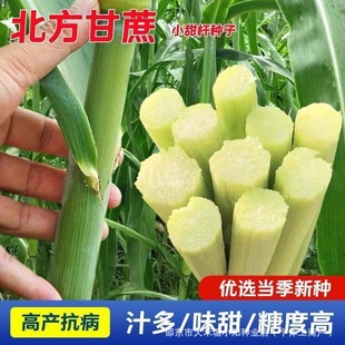 ��������N�ӱ���С������������J�ڮ�����Ƥ������U�N���L�U