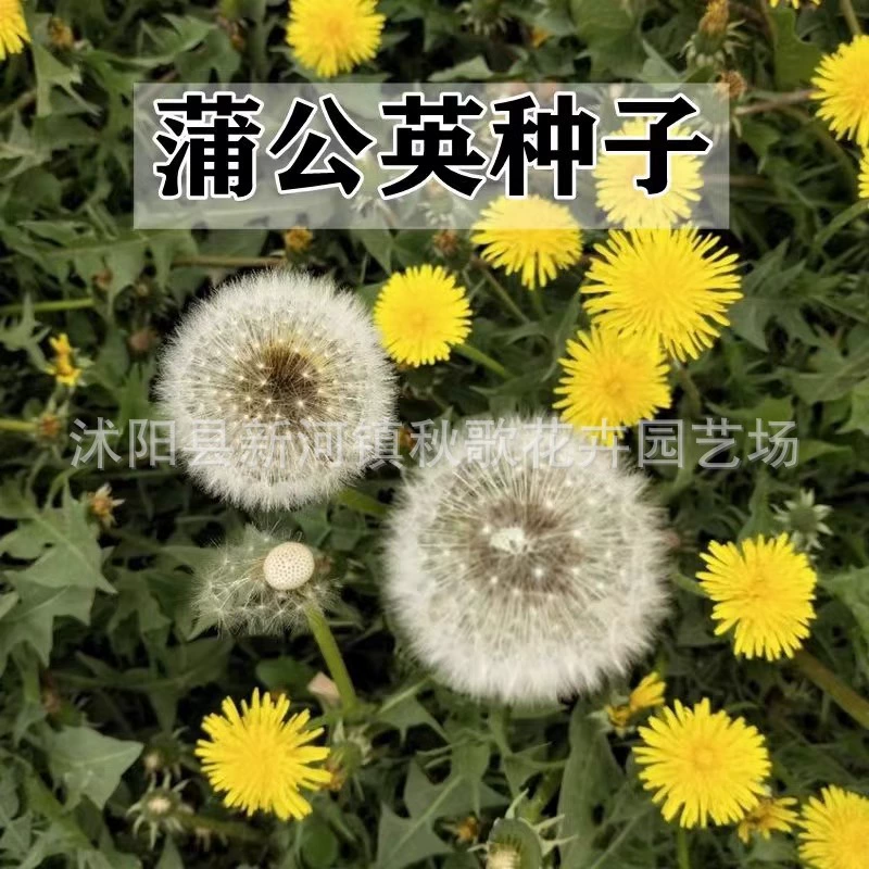 Семена одуванчика Больно Wapata Корень Чай Легкий живой посев Балкон Комнатное растение