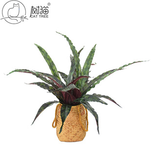 ֲ55cmPβһLֲָ؈Gֲbٲ