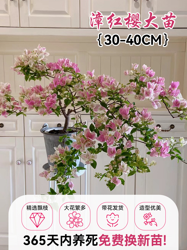 [선택된 떠다니는 가지] 장홍벚꽃 모종 30-40cm [아름다운 모양] (개화기에는 꽃이 있음)