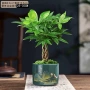 办公室桌面转运绿植富贵竹