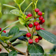 ���l�۹ǷN��؈�����ϻ��̰˽Ǵ��B���޹��Ǵ��������༾����ľ