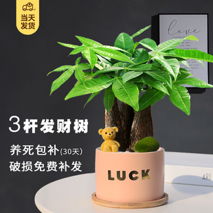 室內DIY招財桌面創意小盆景四季好養辦公室發財樹植物植物綠植