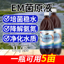 EM菌原液水产养殖专用虾蟹鱼塘调水净化水质分解残饵浓缩EM菌原种