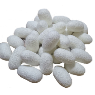 Complete Natural Beauty Silkworm Cocoon, Art Cocoon, White Cocoon, Colored Cocoon, Dry Cocoon, Live Chrysalis Cocoon, Clean and High Quality