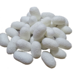 完整天然美容蚕茧美工蚕茧白色茧子彩色蚕茧干茧活蛹茧洁净高品质