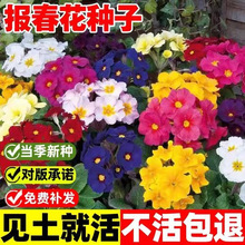 欧洲报春种子 阳台庭院景观花卉种子 报春花籽 秋播耐寒盆栽花种