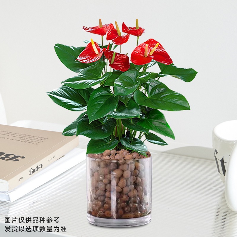 특급 안스리움 [원형유리+세람사이트] + 영양액