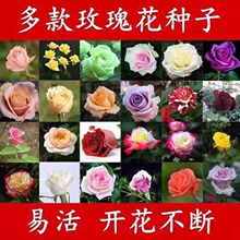 õ�廨�N���ļ��҃����Ի��N�Ӹ��N�����׷N�����⻨�ܾGֲ�ﻨ��