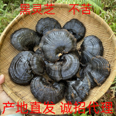 卸売黒霊芝、全本、苦くない、ギフトボックス、大量、ベース、ストレートヘア、ハンドルなし、スライス可能、スープ用代理店募集