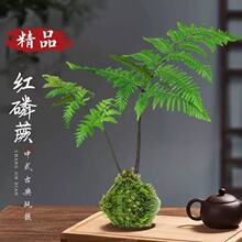 �մɻ���o��̦�\��Gֲާ�ˮ��������ʽ����ʯ���m�����҃Ȕ[��