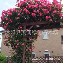 庭院栽培爬藤月季墙体垂直绿化阳台盆栽观花植物藤本月季安吉拉