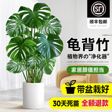 龟背竹客厅大盆栽老桩植物办公室大型绿植室内盆景净化空气除甲醛