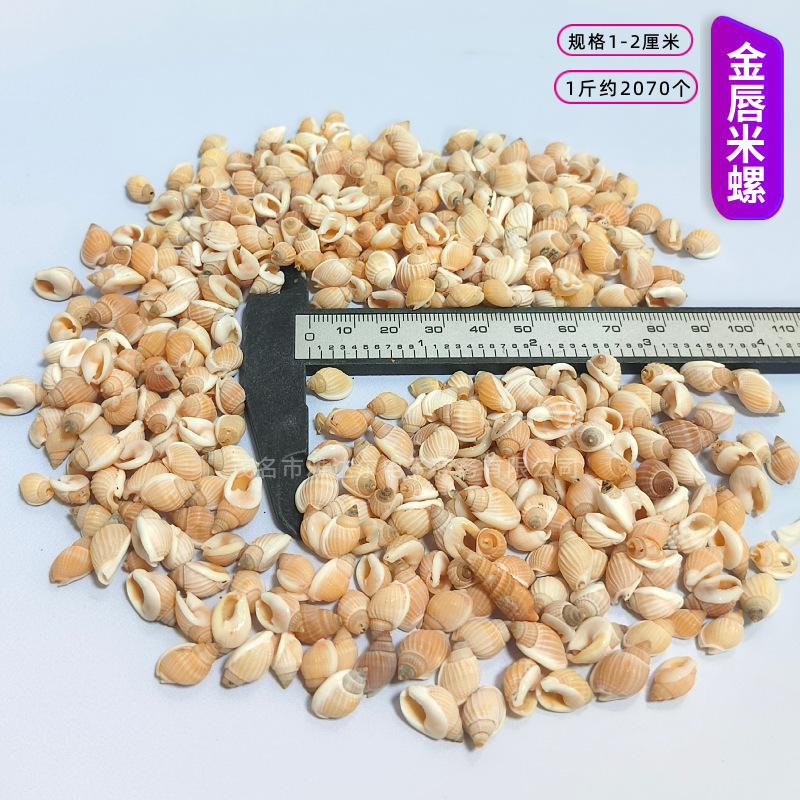 貝殻と法螺貝 1～2cmをポンド単位で販売、貝殻と砂を混ぜて手作りのDIYテーブルを製作、ドリフトボトルを製作|undefined
