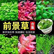 �������B��ɽʯˮ��������ֲ��o���ɰ��������ˮ�ݴ�ȫ���ˮ��