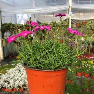 �Wʯ������ͥԺ�̨�ر���ƺ��G���ļ��_�����B�ͺ������ݻ���