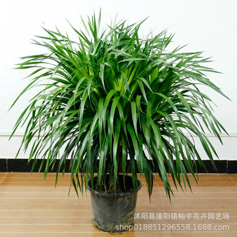 Дерево крови дракона многоголовое дерево дракона железное дерево саженец в горшке большая гостиная в помещении Four Seasons вечнозеленые растения Цветок Бонсай