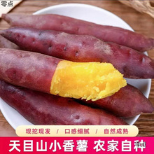 临安天目山小香薯沙地板栗红薯新鲜正宗黄心手指番薯蜜薯地瓜山芋