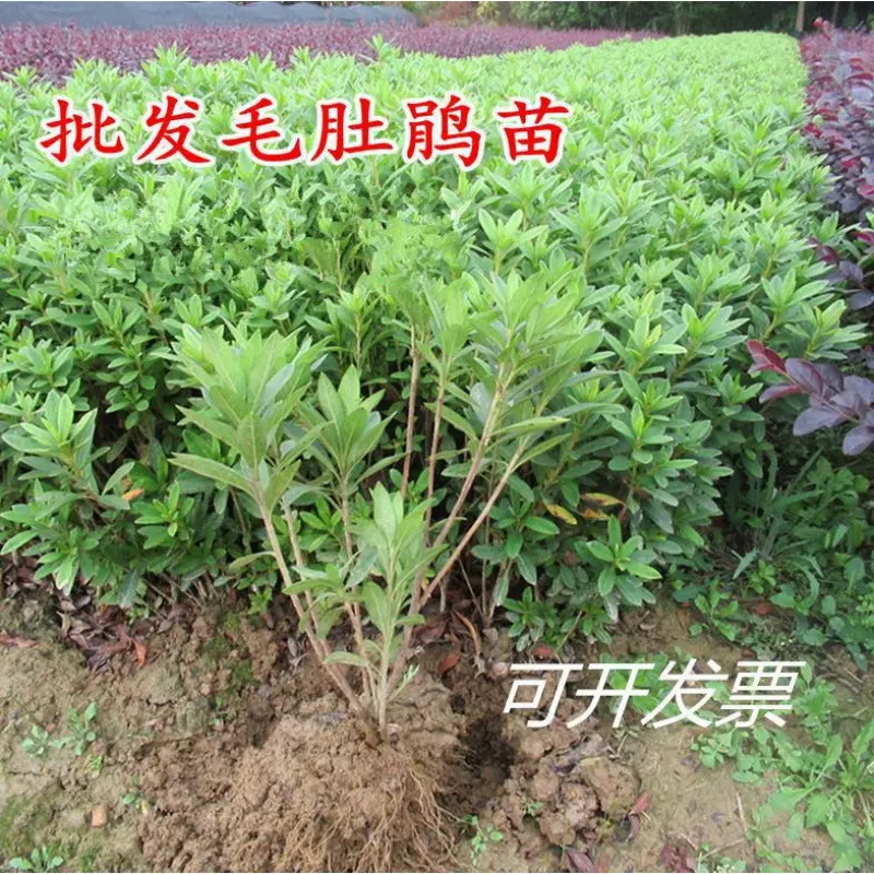 毛杜鹃四季常青庭院绿化苗木映山红毛鹃苗花坛耐寒好养毛娟苗花卉