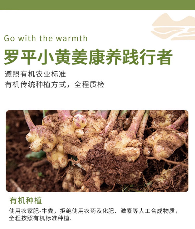 Organic Yunnan Small Yellow Ginger Powder Dried Ginger Drink Seasoning 250g in use