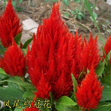 �t�u�ڻ��N�Ӱ��u�ڻ���������Pβ�u�ڻ��^��ڠ��u�ڻ��N��