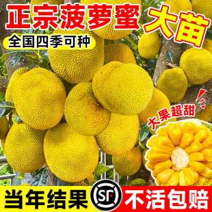 Jackfruit Tree Saplings Grafted Fruit Tree Fruit Seedlings Four-Season Fruit Seedlings Indoor and Outdoor Courtyard Potted Seedlings Cold-Resistant Durian