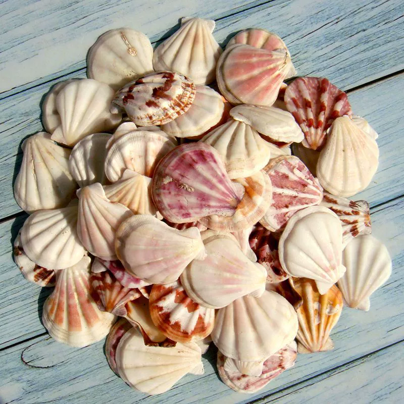 YO3H wholesale natural shell white shell coconut shell shell fish tank aquarium landscaping wool babel window sticker wall decoration