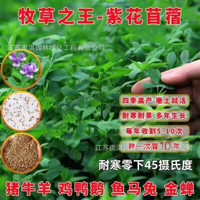 批发紫花苜蓿种子多年生高产牧草抗旱饲料种子量大优高出芽率