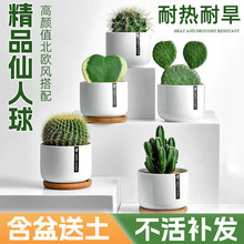 �����������������҃Ȼ������X����GֲС���Կɐ۶���ֲ���辰