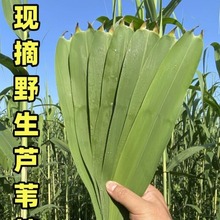 新鲜芦苇叶农家现摘纯粽叶免邮粽子叶端午节包粽子的叶子