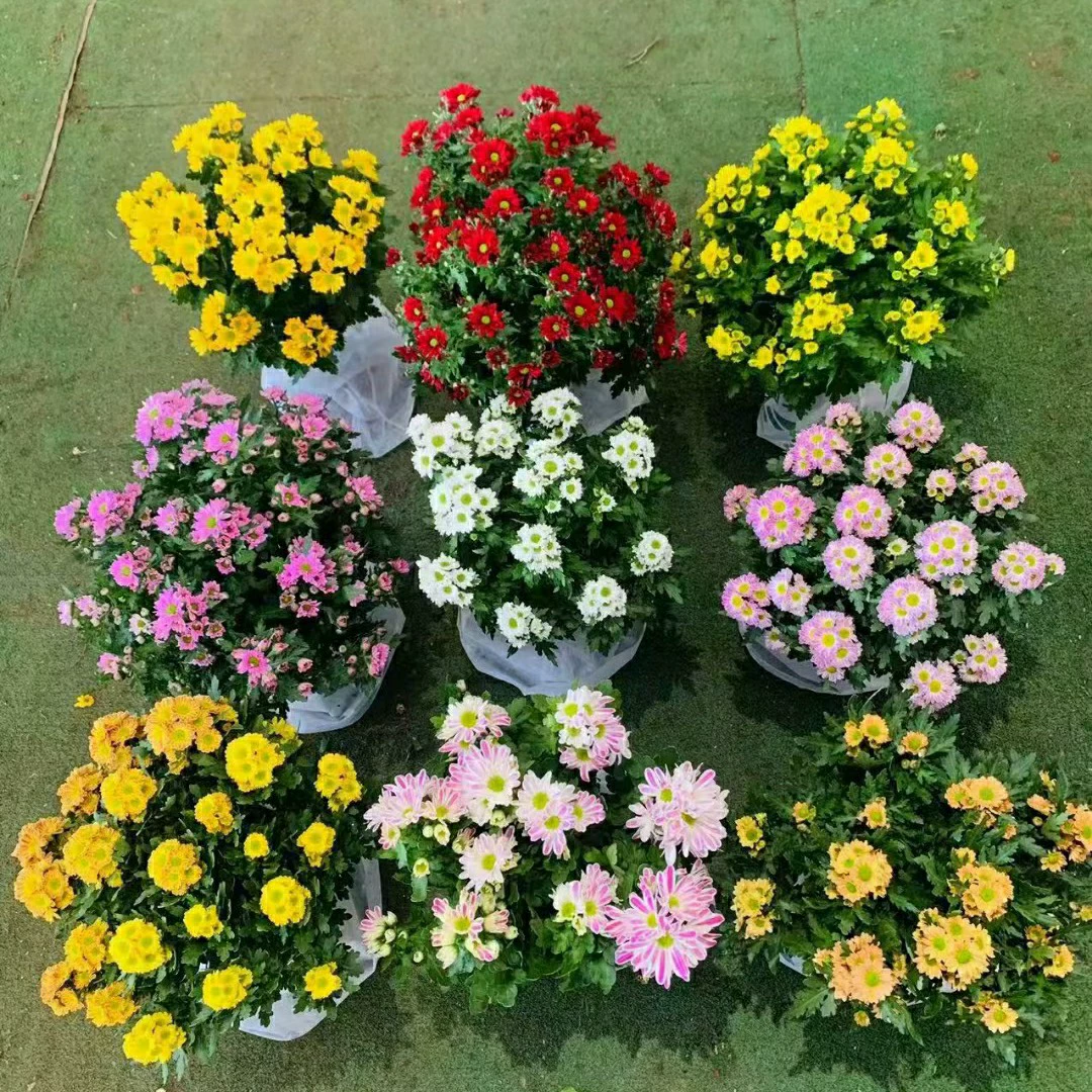 2401 цветочная база оптовая поставка