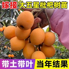 枇杷苗嫁接枇杷树苗盆栽地栽南方北方种植果树苗当年结果琵琶果苗