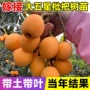 北方南方盆栽地栽枇杷苗