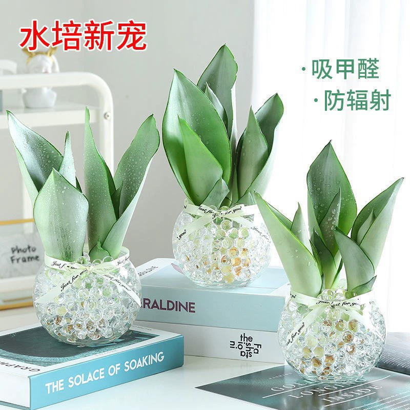 Пномпень Tiger Orchid гидропонное растение в горшке белая Магнолия комнатное зеленое растение цветочный офис в дополнение к формальдегиду Four Seasons good