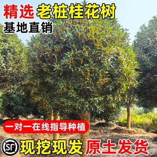 ¹𻨘ļ𻨽ͥԺ㻨ܾGֲԹ