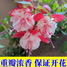 【买一送一】倒挂金钟盆栽花苗灯笼花吊钟花海棠室内绿植观赏花卉